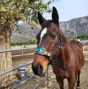 Meet your Posher, Brigitte